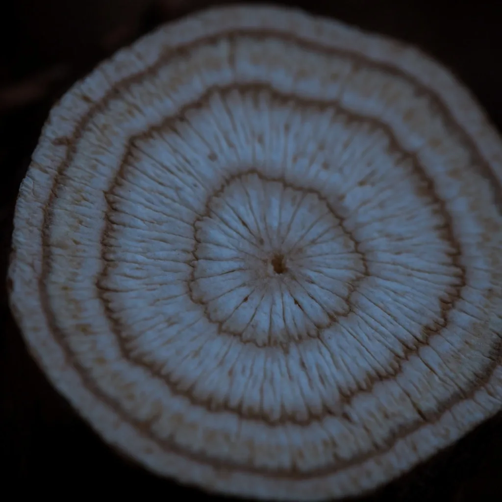 Raw botanical root macro detail
